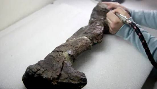 Scientists find 74-million-year-old mammal fossil in Chile