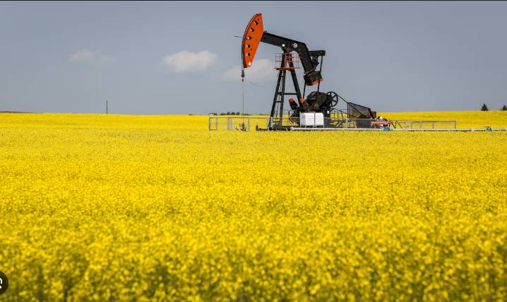 China announces temporary anti-dumping duties on Canadian canola