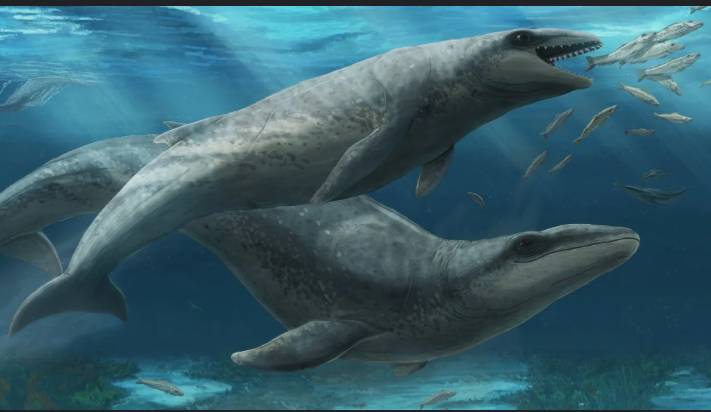 Scientists unearth 'cute' but fearsome ancient whale