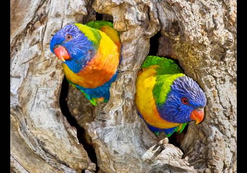 Scientists find surprising sex reversal in Australian birds