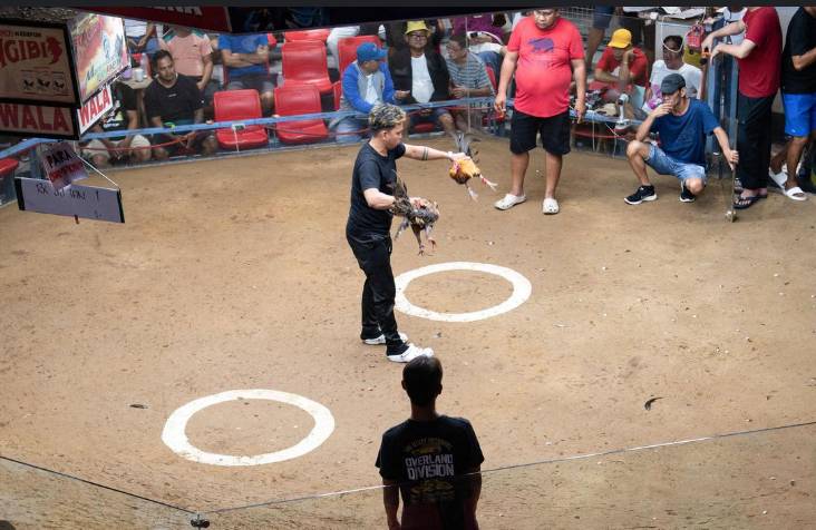 Online cockfighting thrives in Philippines despite ban and murders