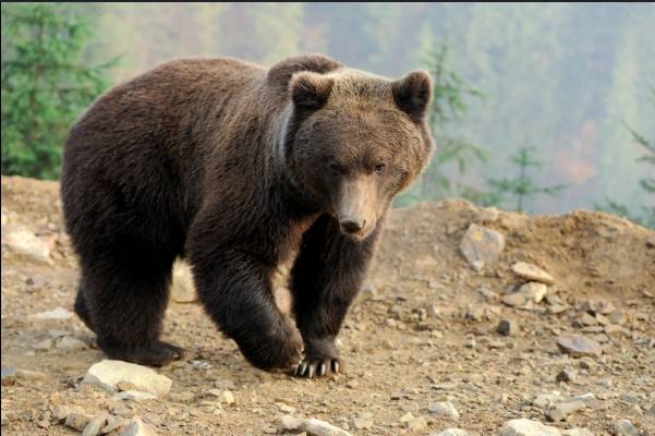 Hiker found dead after bear attack in Japan forest