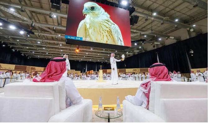 Falcon chick sells for SR151,000 at Saudi auction
