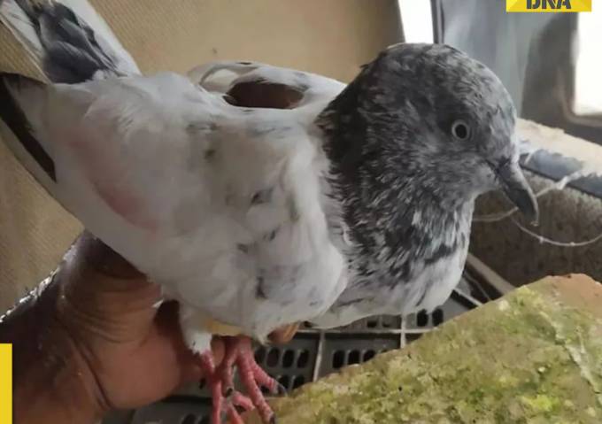 India catches pigeon carrying ‘bomb blast’ threat message