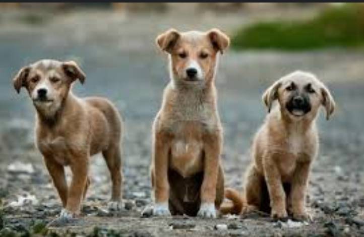 India walks back order to clear Delhi of stray dogs