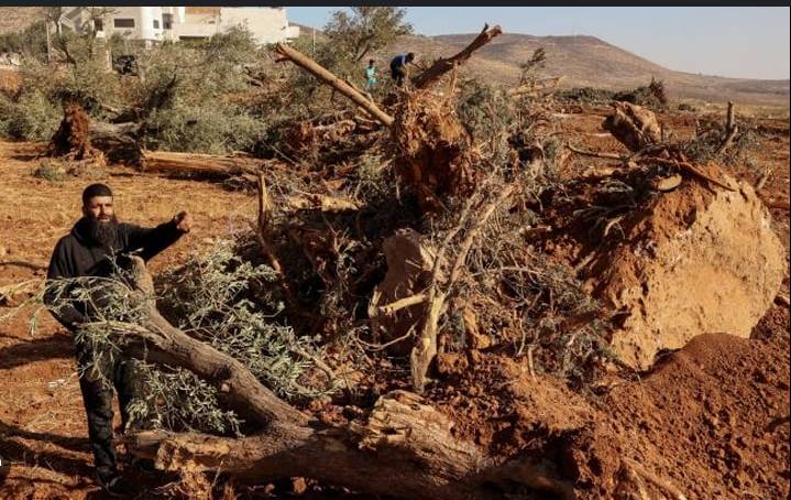 Israeli bulldozers uproot hundreds of trees in West Bank village