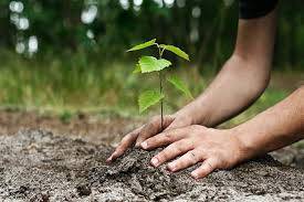 Balochistan govt starts tree plantation drive under CM’s Green Vision