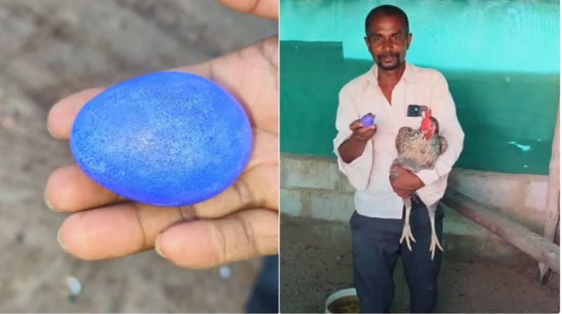 Indian farmer’s hen lays rare blue egg, leaves experts baffled