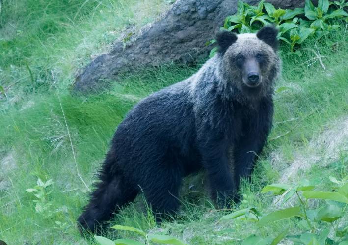 Japan loosens gun rules as bear attacks rise