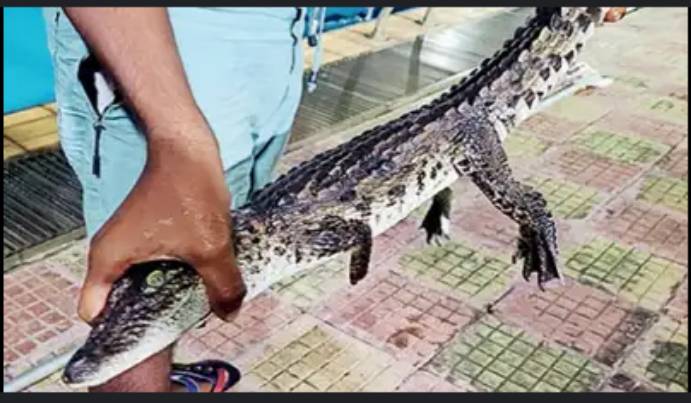 Baby crocodile killed by citizens in Ghotki