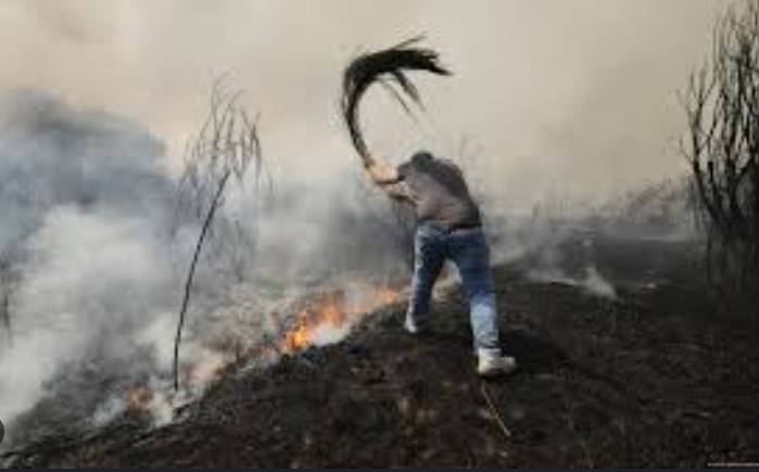 Wildfires producing 'witches' brew' of air pollution: UN