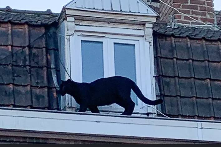 French couple kept panther that roamed nearby rooftops