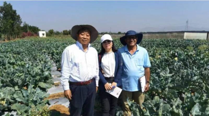 Chinese cauliflower varieties upgrade agriculture in Pakistan and beyond