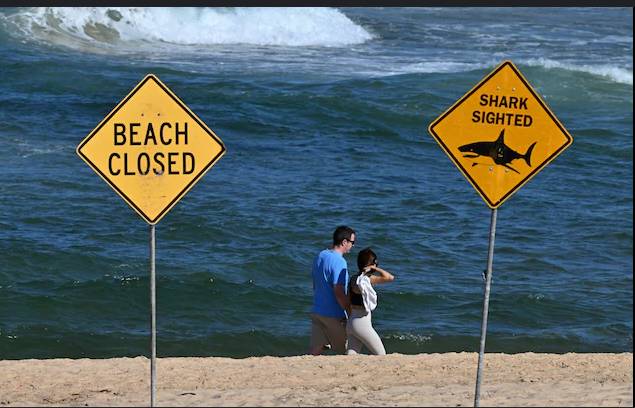 'Large shark' kills man off Sydney beach
