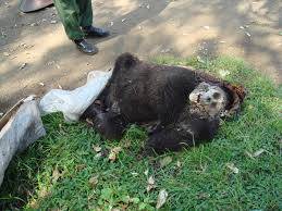 Overcrowding kills infant gorillas in Rwanda habitat