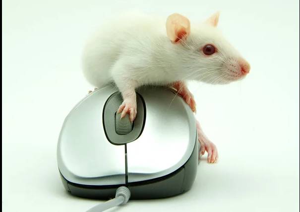 Inquiry launched after computer mouse translated into ‘chooha’ in textbook