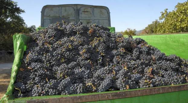 Grapes-laden truck recovered within hour of its snatching 