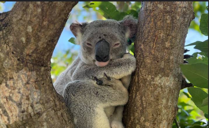 Australia approves chlamydia vaccine for koalas