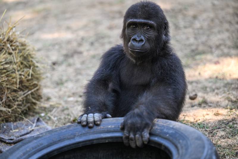 Baby gorilla to return to Nigeria after Istanbul airport rescue