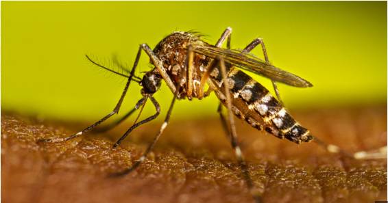 25 more dengue cases reported in Islamabad