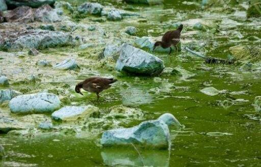 UK's largest lake 'dying' as algae blooms worsen