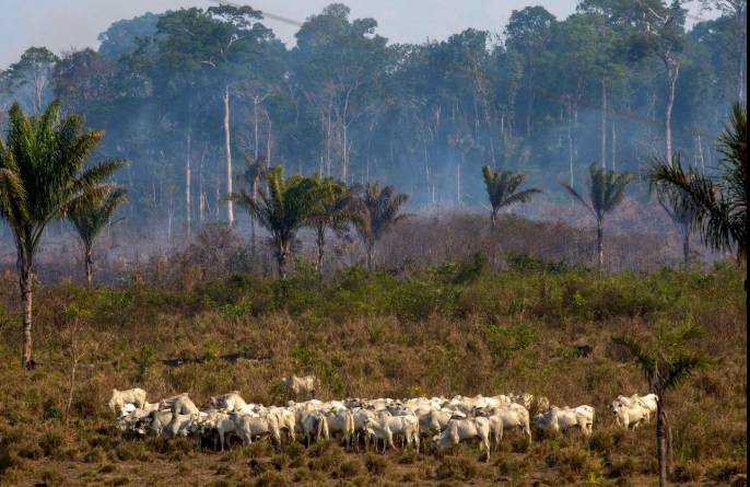 Brazil's Amazon lost area the size of Spain in 40 years: study