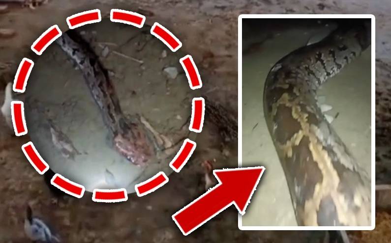 40-foot-long anaconda killed in Burewala