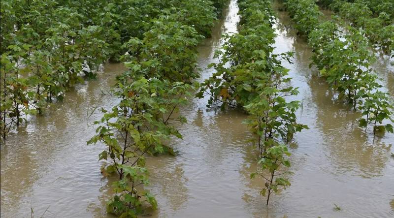 Rains destroy cotton crop in Obaro