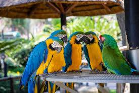 Punjab sets Rs1,000 registration fee for keeping each parrot 