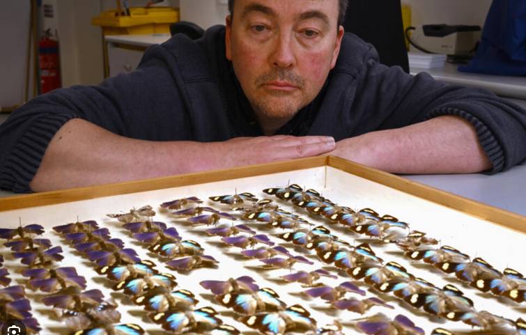 Australian scientists grapple with 'despicable' butterfly heist