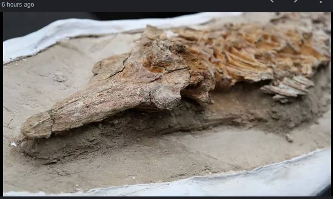 12-million-year-old porpoise fossil found in Peru