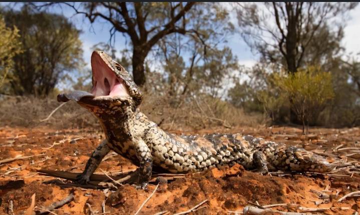 Only 40% of countries have booked lodging for Amazon climate meet