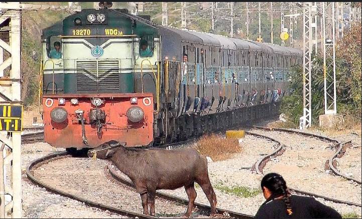 Train crushes five buffaloes to death in Narowal