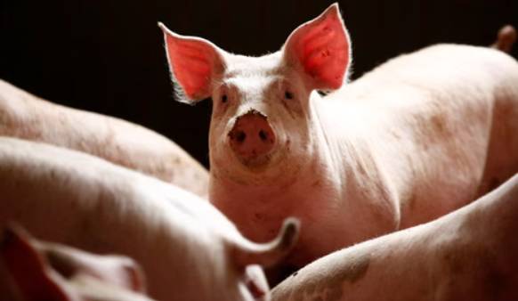 Croatia to cull nearly 12,000 pigs in 'war' on swine fever