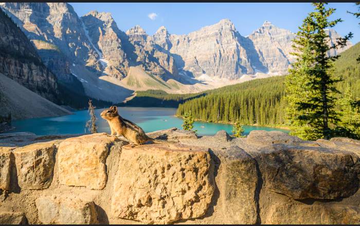 Canada wildlife decline 'most severe' in decades: WWF