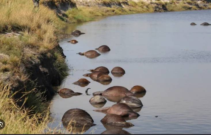 Nearly 100 buffaloes die in Namibia stampede