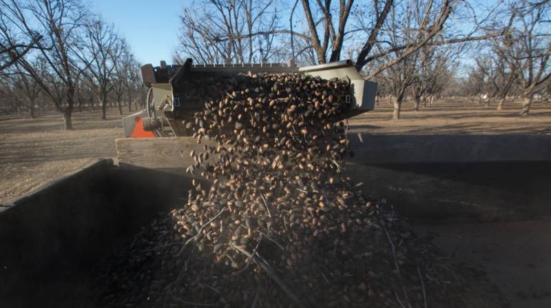 China launches anti-dumping probe into Mexican, US pecans