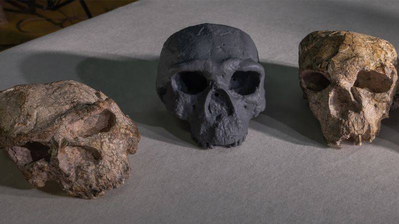 Million-year-old skull could change human evolution timeline