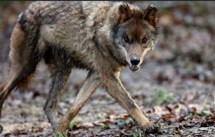Wolf attack in Greece prompts calls for hunting rights