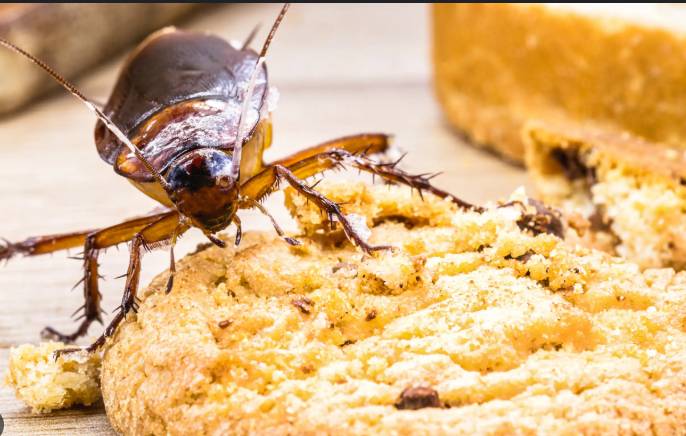 Cockroach found in food at Parliament’s cafeteria