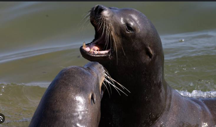 US hunts man who beheaded sea lion in second California attack