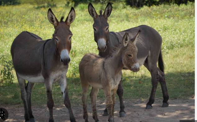 Pakistan lifts ban on donkey hides export