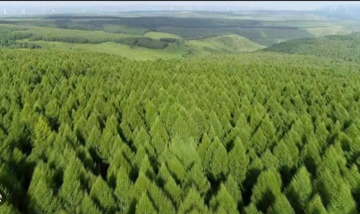 China's 'Great Green Wall' brings hope but also hardship