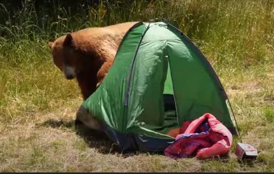 One dead, one missing in Japan after bear attack