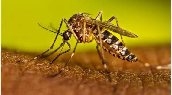 29 new dengue cases reported in Islamabad in 24-hours