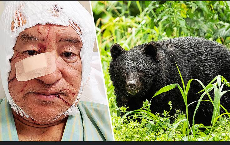 Tourist in Japan injured in latest bear attack