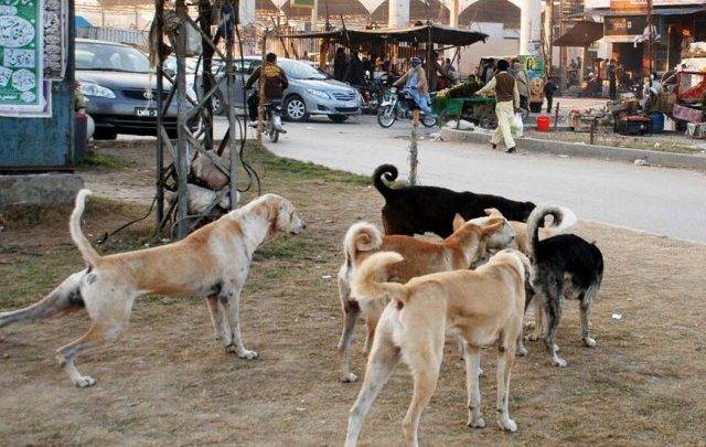 38 people injured in dog attack in Gujrat district