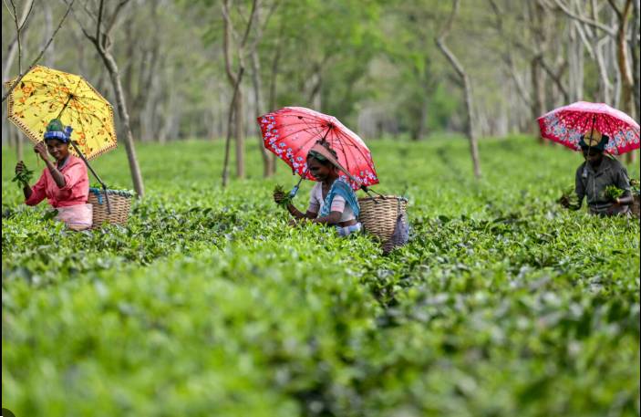 Extreme rains hit India's premier Darjeeling tea estates