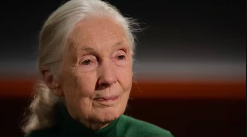 Jane Goodall's final wish: blast Trump, Musk and Putin to space