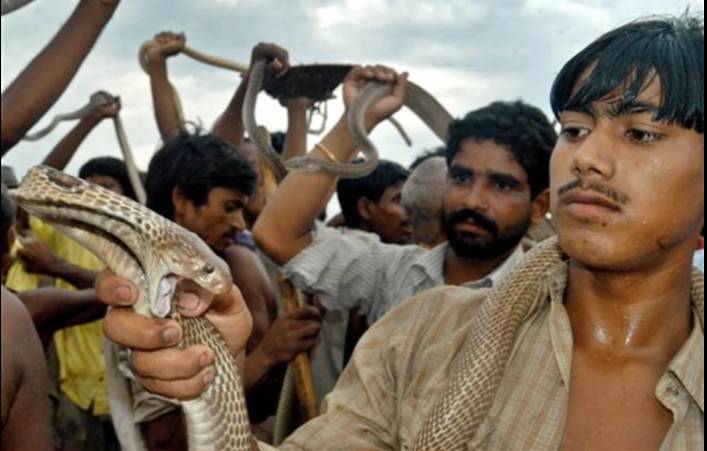 Snakebite surge as Bangladesh hit by record rains
